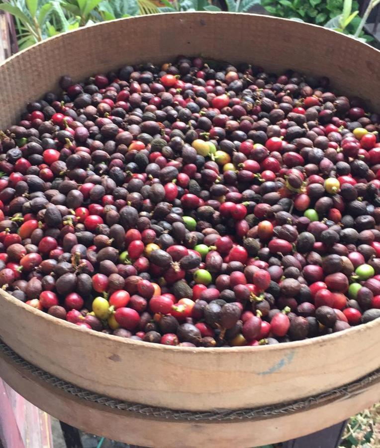 鲁莱尔伊博阿尔法罗酒店 埃尔米瓜 外观 照片